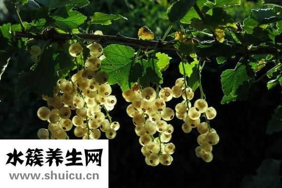 人胎盘怎么做汤