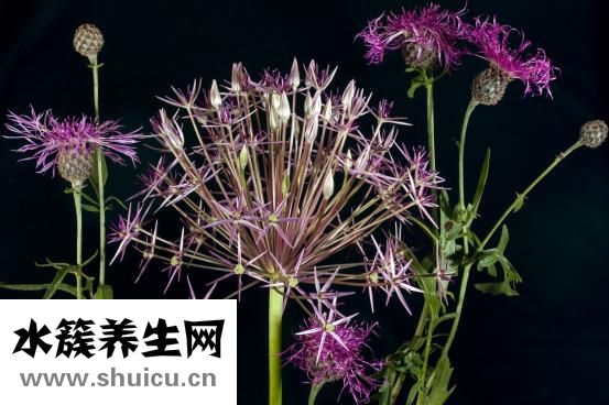 双面叶子花怎么织