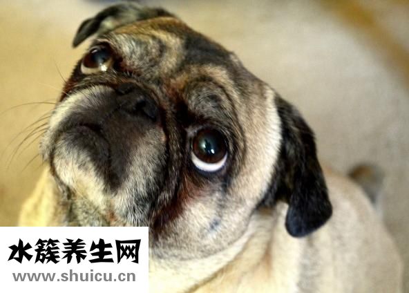 冬季皮皮虾怎么养活