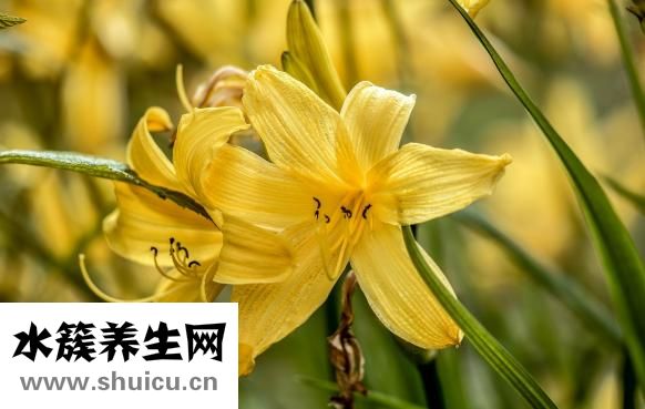 上火咳嗽怎么食疗