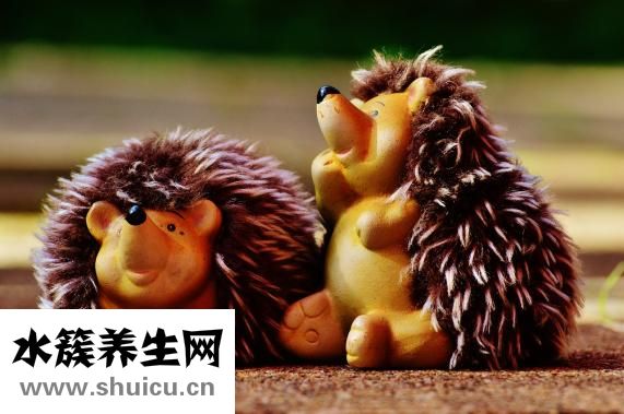 刺猬腿伤了怎么办