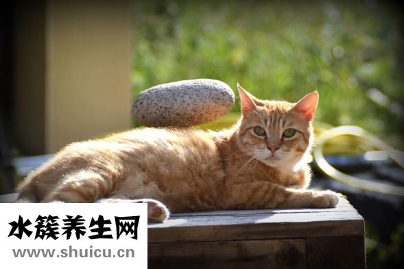 养狗身上痒怎么办
