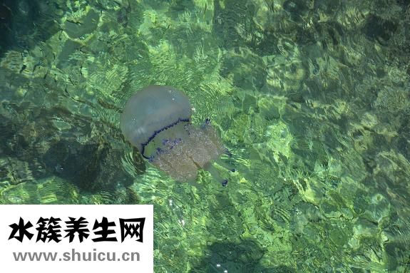 吃海鲜过敏怎么止痒
