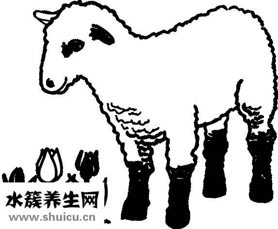 吃羊肉发烧怎么办