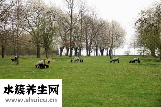 吃羊肉发烧怎么办