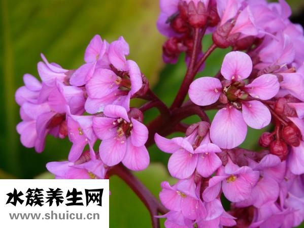 乌冬面面条怎么做