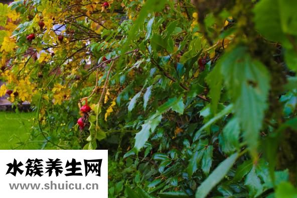 卷针怎么勾