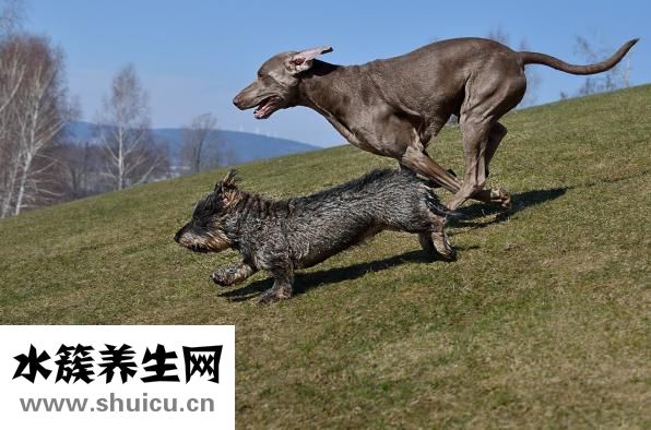 吃了生腊肠怎么办