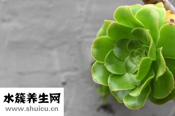 吊兰怎么长