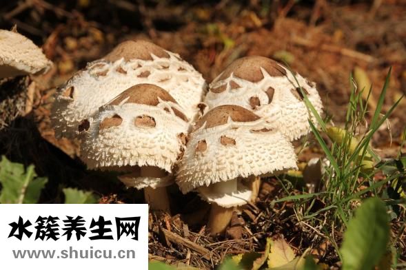 双十一怎么抢东西