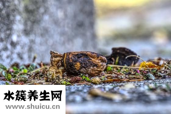 吊瓜子是怎么出来的