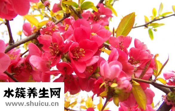 丰胸木瓜怎么做