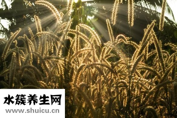 呕制肥料太臭怎么办