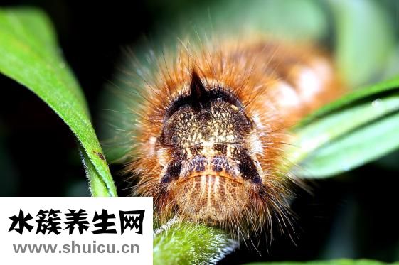医生取白带怎么取的