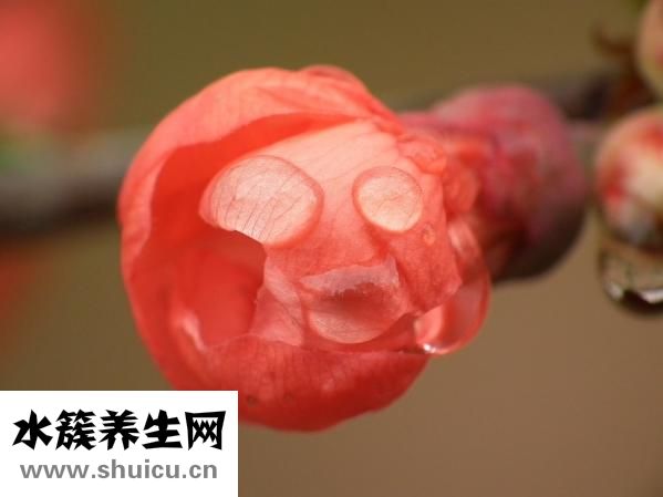 丰胸木瓜怎么做