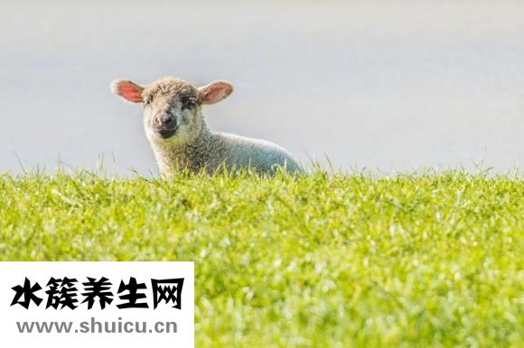 冲羊煞东怎么破
