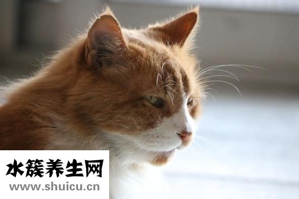 吊脚蜂咬了怎么办