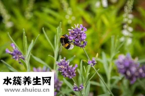 吸水珠怎么做