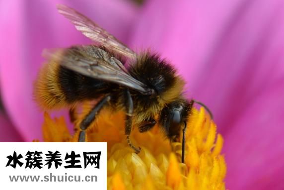 养蜂怎么养