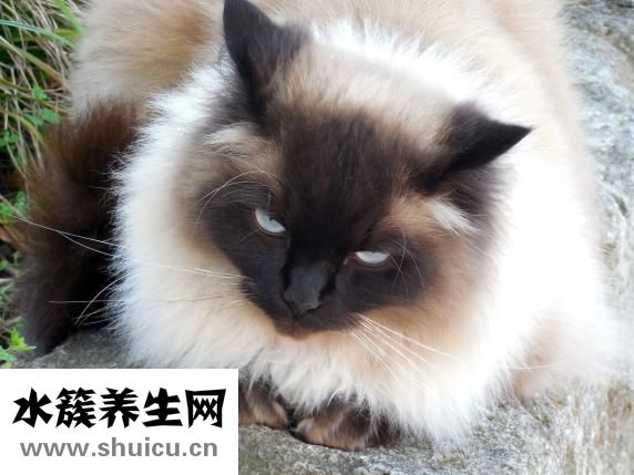 儿子苍眼怎么形成