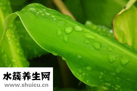 吊兰怎么长