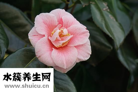 丰胸木瓜怎么做