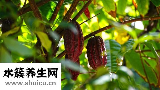 可可粉怎么冲泡
