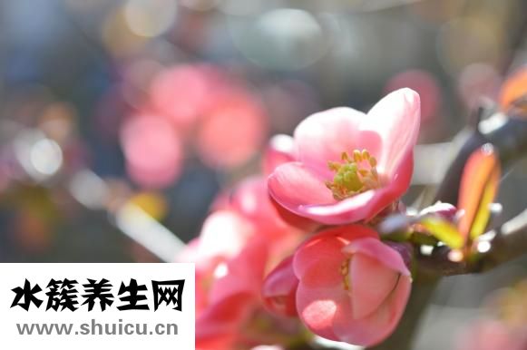 丰胸木瓜怎么做