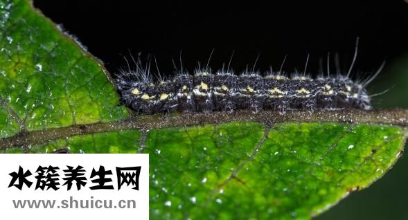 医生取白带怎么取的