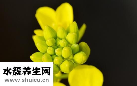 吃海鲜怎么调芥末