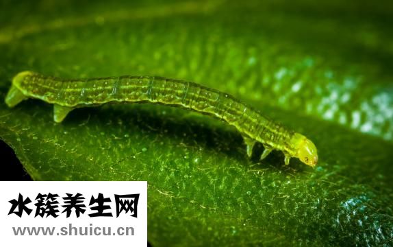 医生取白带怎么取的