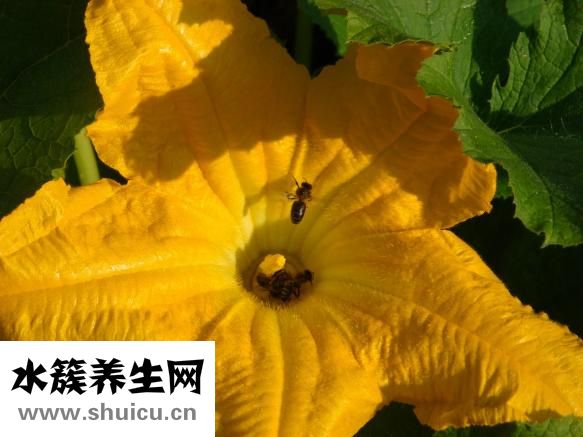 西葫芦跟豆角怎么炒