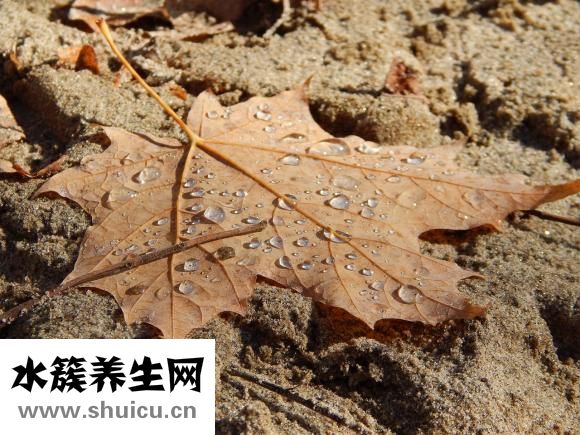 泰迪狗狗尿频怎么办
