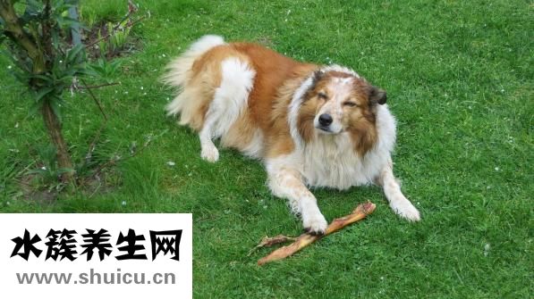 狗狗犬温怎么自救