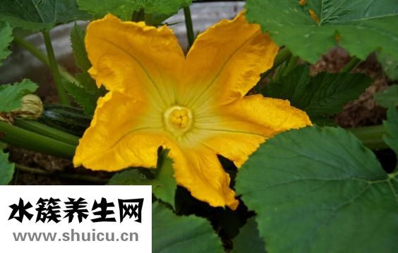 西葫芦跟豆角怎么炒