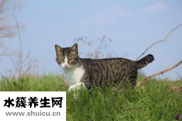 猫咪丢了怎么找