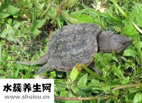 大鳄龟怎么繁殖