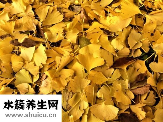 白果内皮怎么去掉