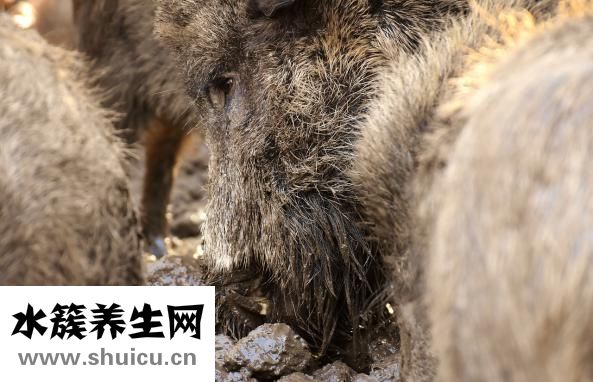 瘦肉煮汤怎么做好吃