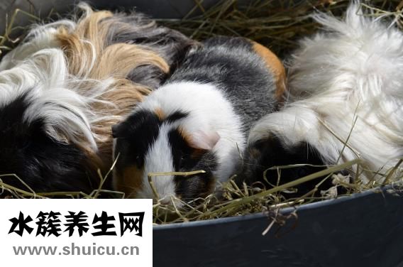 豚鼠不喝水怎么办