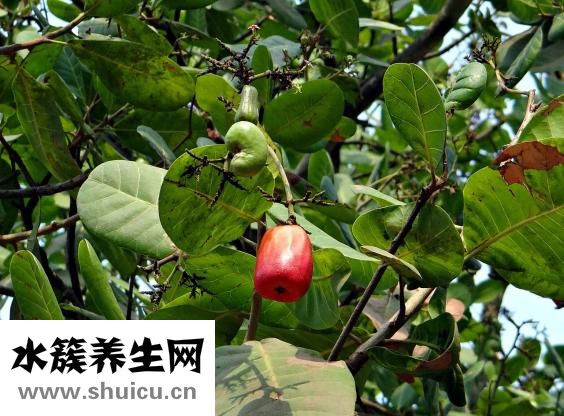 皮手链怎么戴