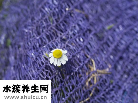 泰迪狗狗尿频怎么办