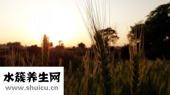 红豆沙小丸子怎么搓