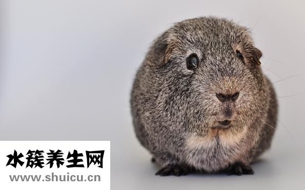 豚鼠不喝水怎么办