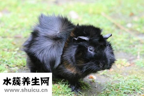 荷兰猪天冷了怎么养