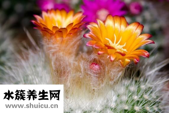 第一次索吻怎么开口