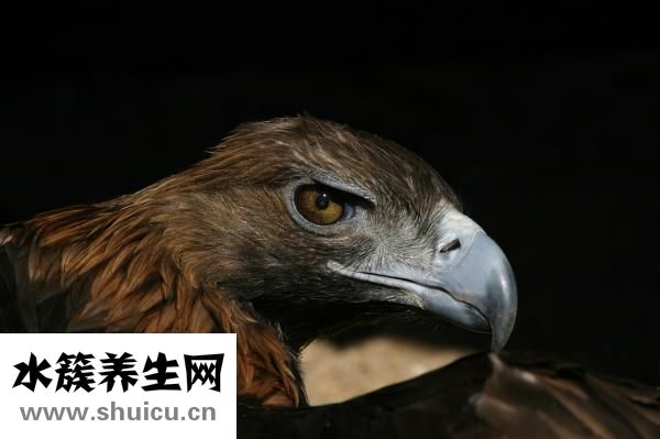眼神无神怎么办？可通过使用眼药水和神经营养因子改善