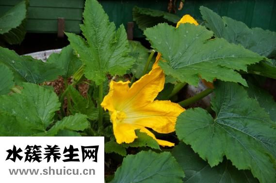 西葫芦跟豆角怎么炒