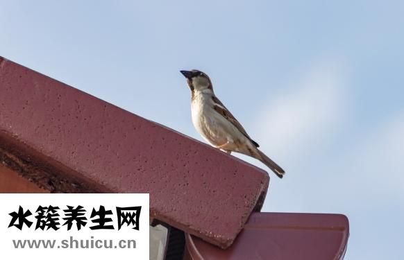 家族性矮小该怎么办