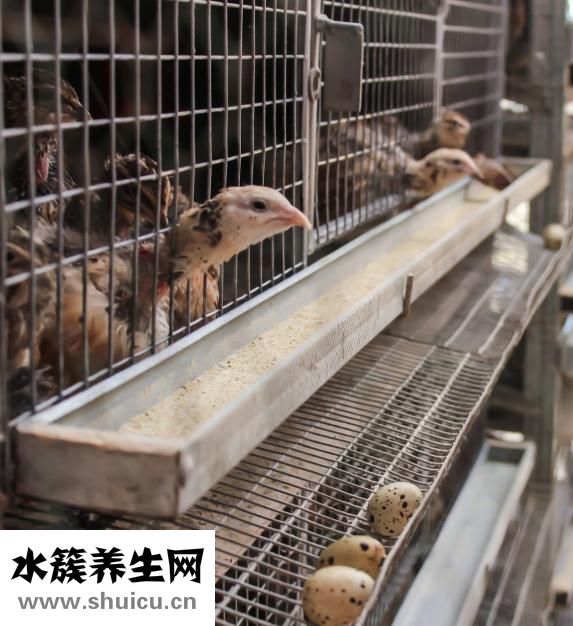 跳蛋怎么取出来